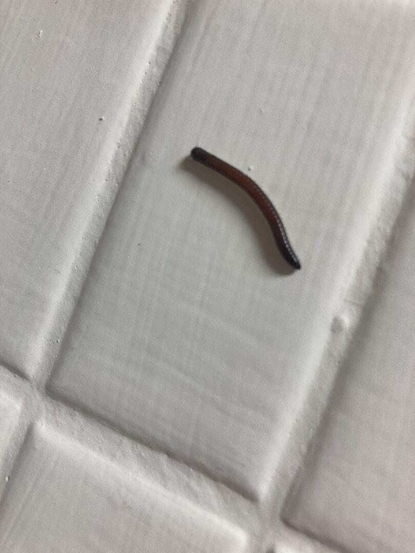 家裡常常有這種蟲是什麼