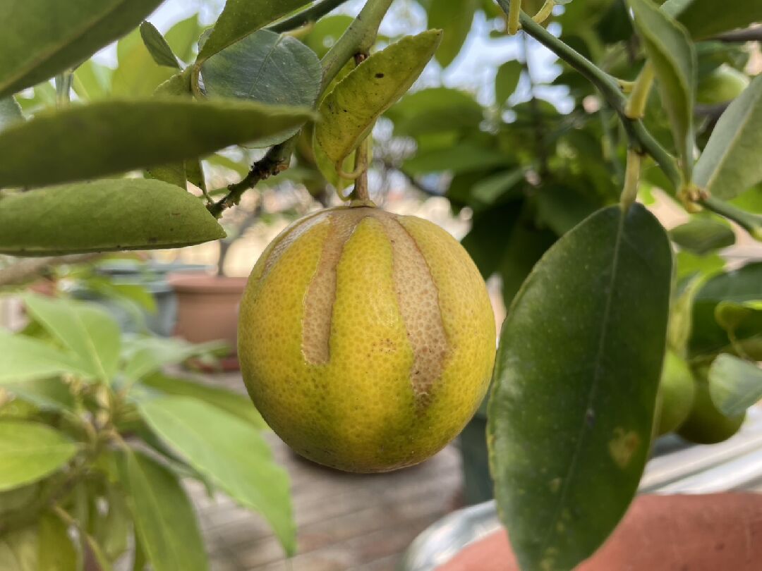 檸檬果實損傷落果
