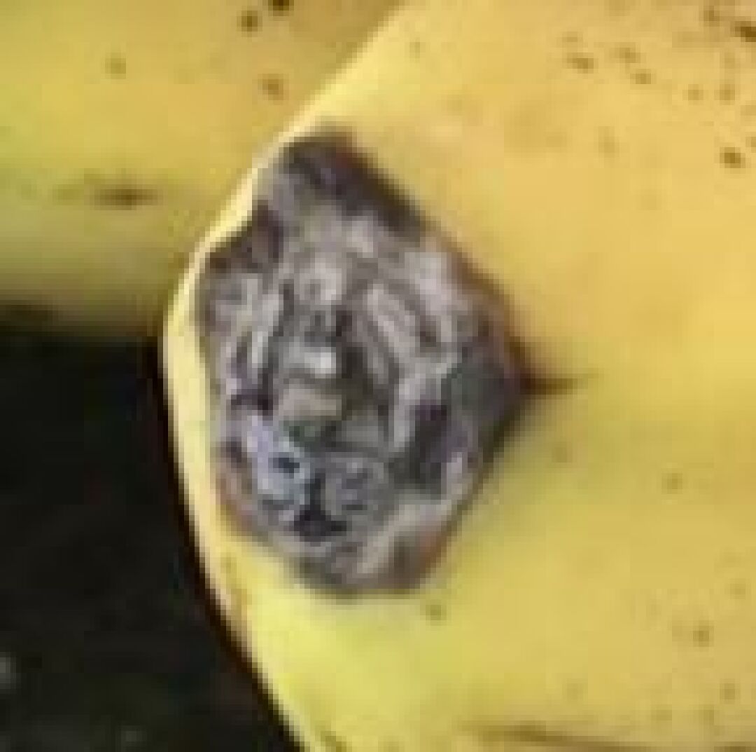 香蕉底部白白的是發霉嗎?有圖