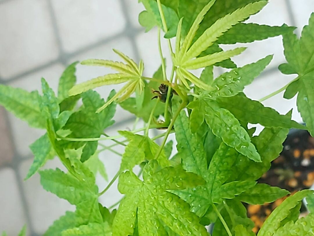 楓樹頂端未長葉處發黑,請問各位專家這怎麼處理