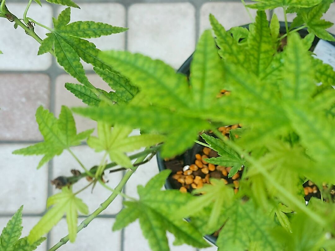 楓樹頂端未長葉處發黑,請問各位專家這怎麼處理