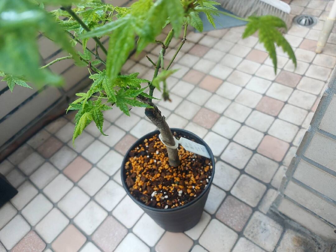 楓樹頂端未長葉處發黑,請問各位專家這怎麼處理