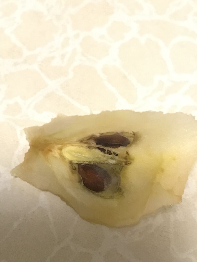 剖半後的蘋果籽旁有細絲,這是正常的嗎?常吃到這樣的蘋果