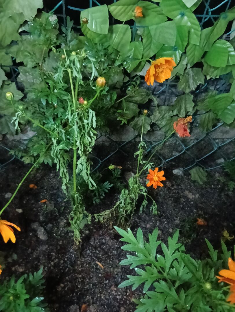 硫华菊突然枯萎