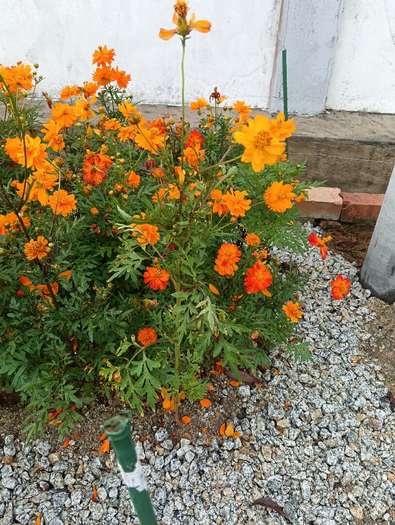 硫华菊突然枯萎