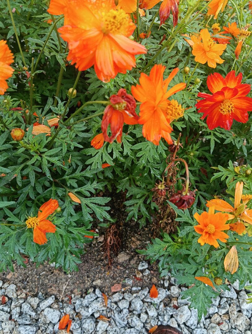 硫华菊突然枯萎