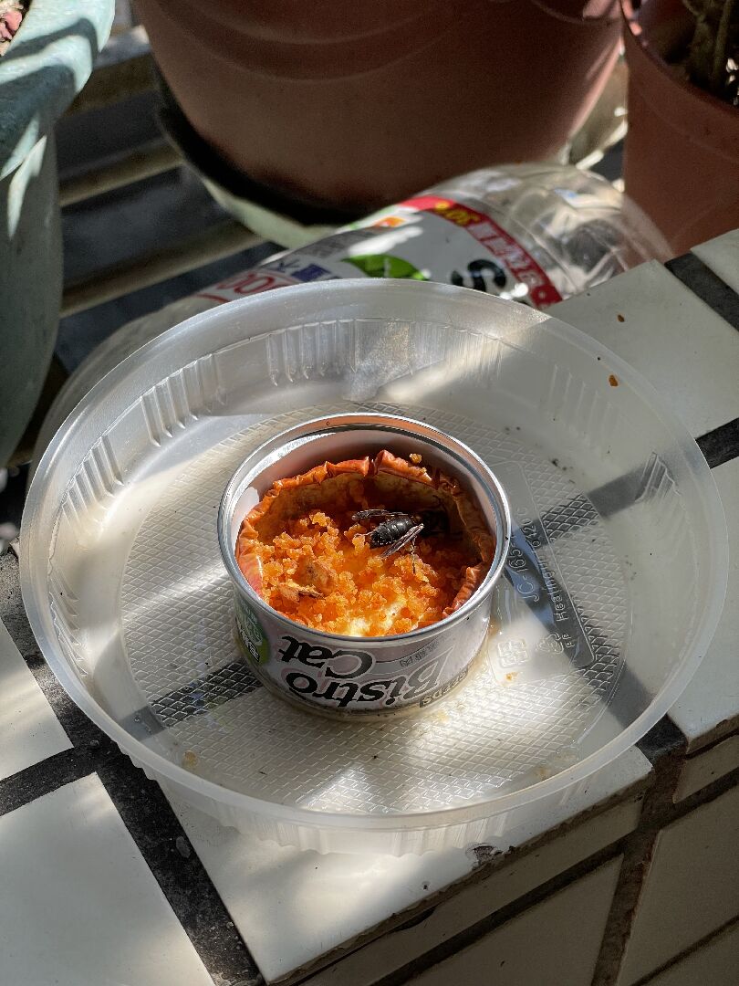 請問這是什麼蜂種