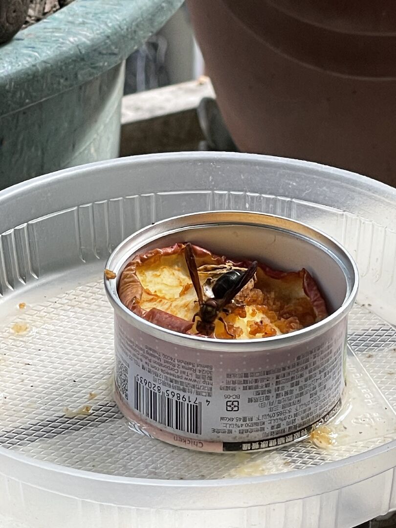 請問這是什麼蜂種