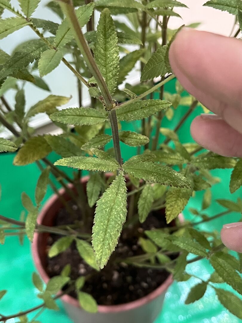 芳香萬壽菊葉子白粉樣是正常的嗎?