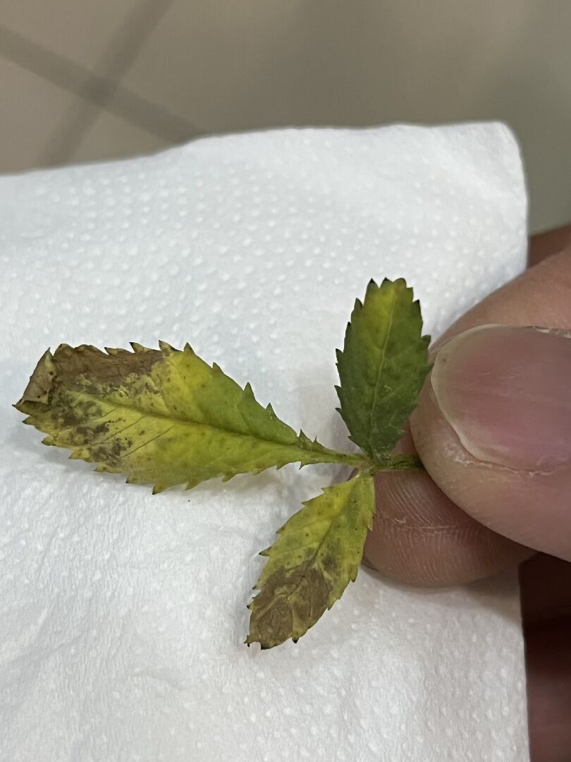 芳香萬壽菊葉子白粉樣是正常的嗎?