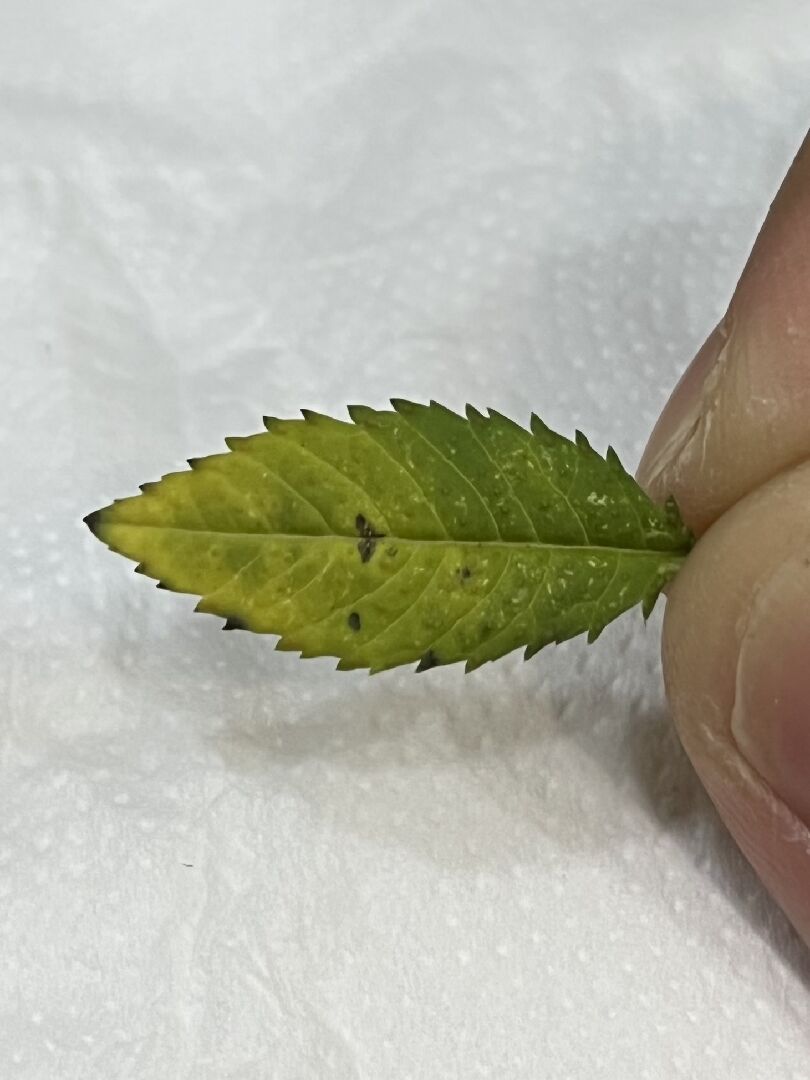 芳香萬壽菊葉子白粉樣是正常的嗎?