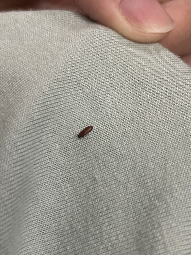 請問這是什麼蟲