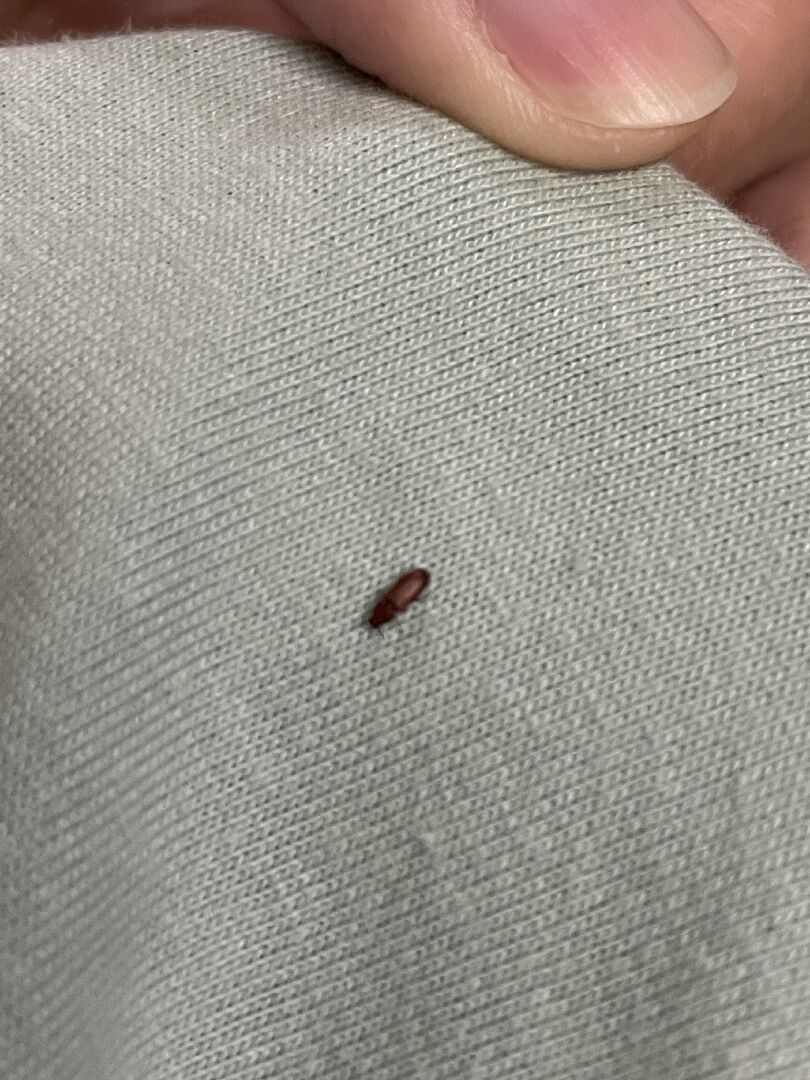 請問這是什麼蟲