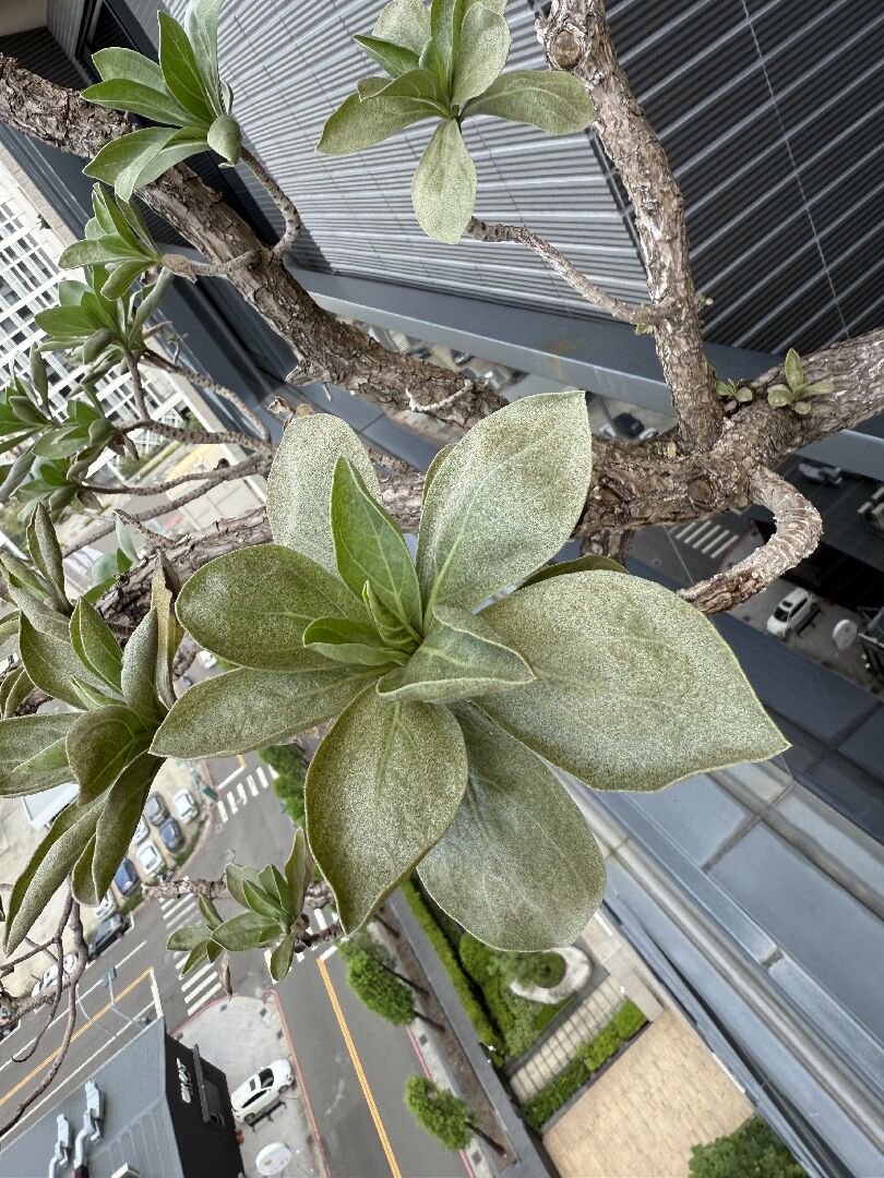 我的白水木的葉子整片都有白白霧霧斑點