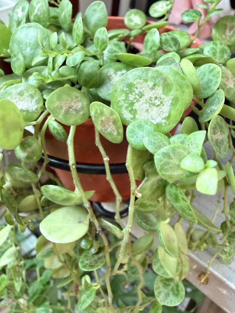 海龜串椒草一直掉葉子、損傷,是為什麼呢?