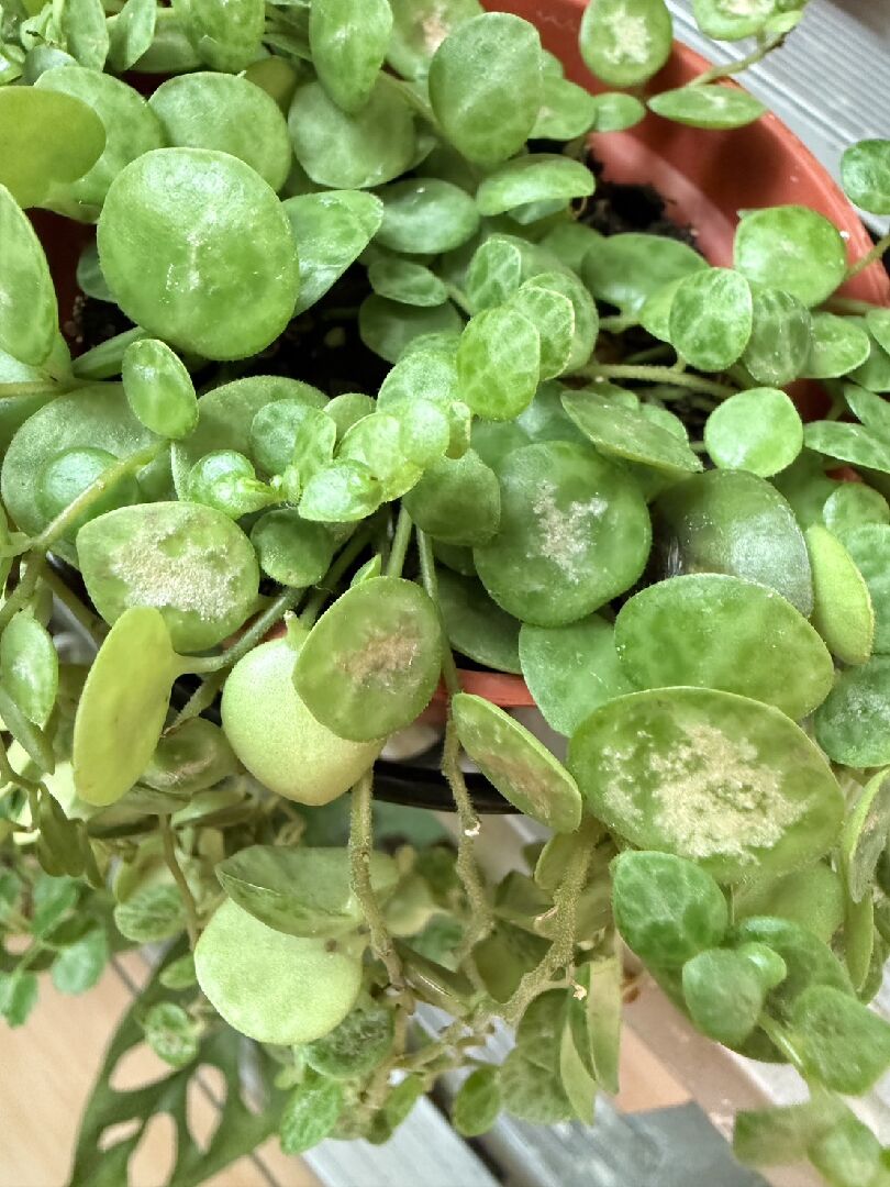 海龜串椒草一直掉葉子、損傷,是為什麼呢?