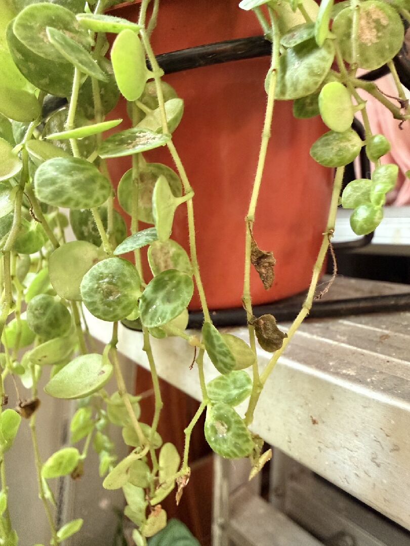 海龜串椒草一直掉葉子、損傷,是為什麼呢?