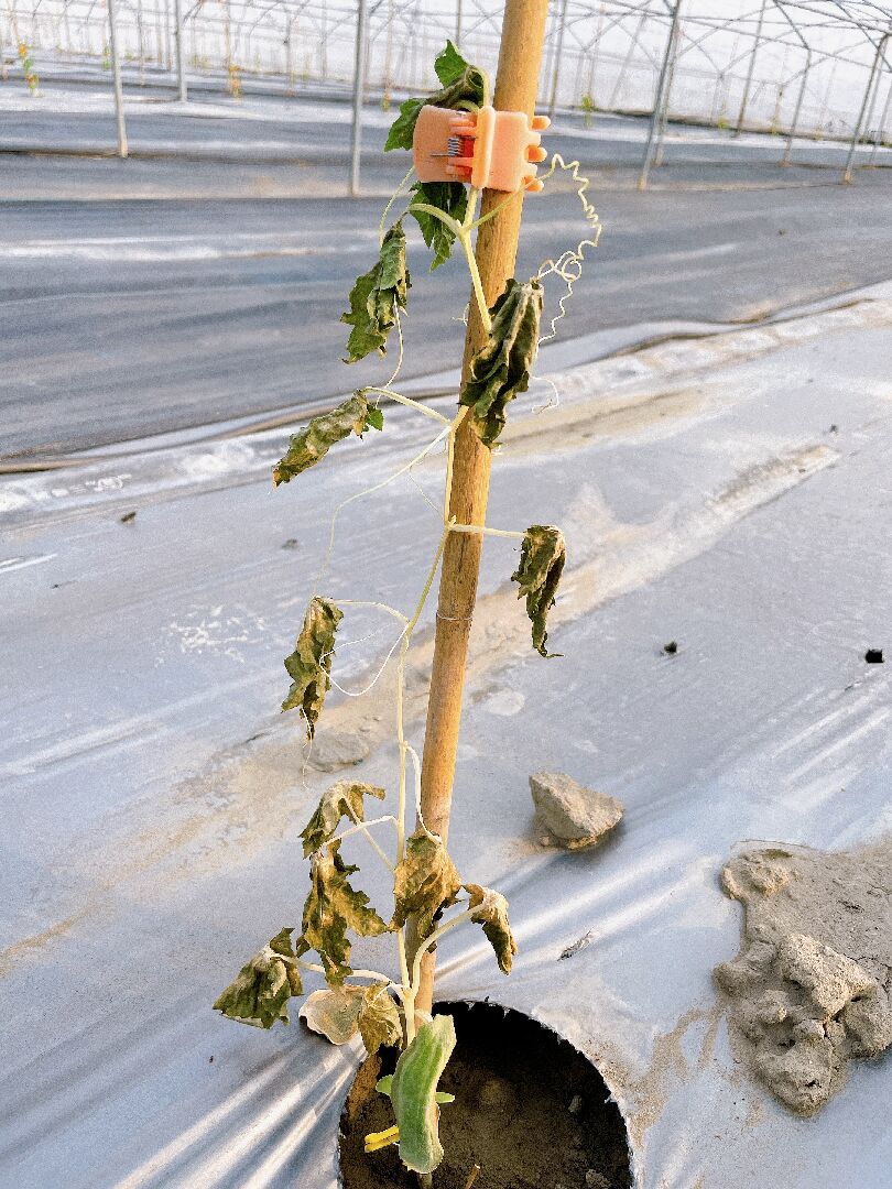 白玉苦瓜種植3-5天就整株枯萎,是土壤問題嗎?