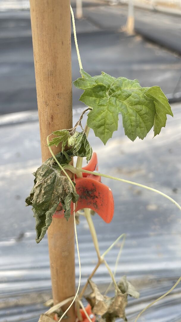 白玉苦瓜種植3-5天就整株枯萎,是土壤問題嗎?