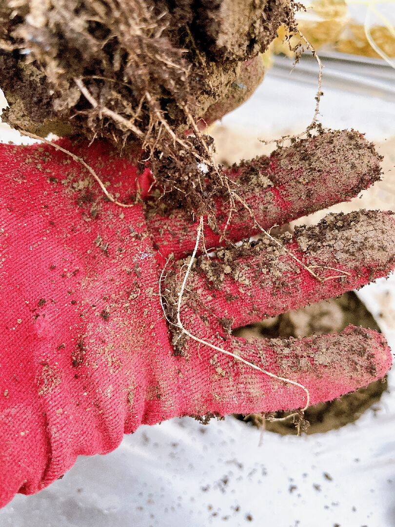 白玉苦瓜種植3-5天就整株枯萎,是土壤問題嗎?