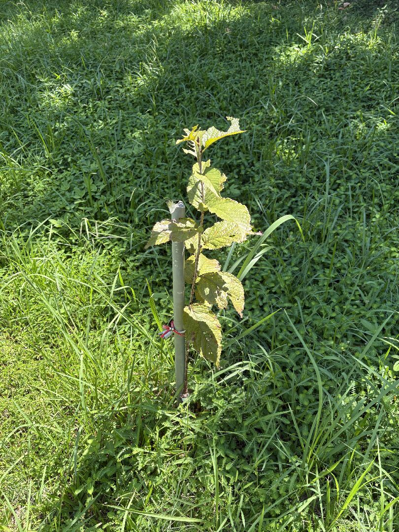 請問櫻花嫁接苗,下面長小苗要摘除嗎?上面葉子被蟲吃了