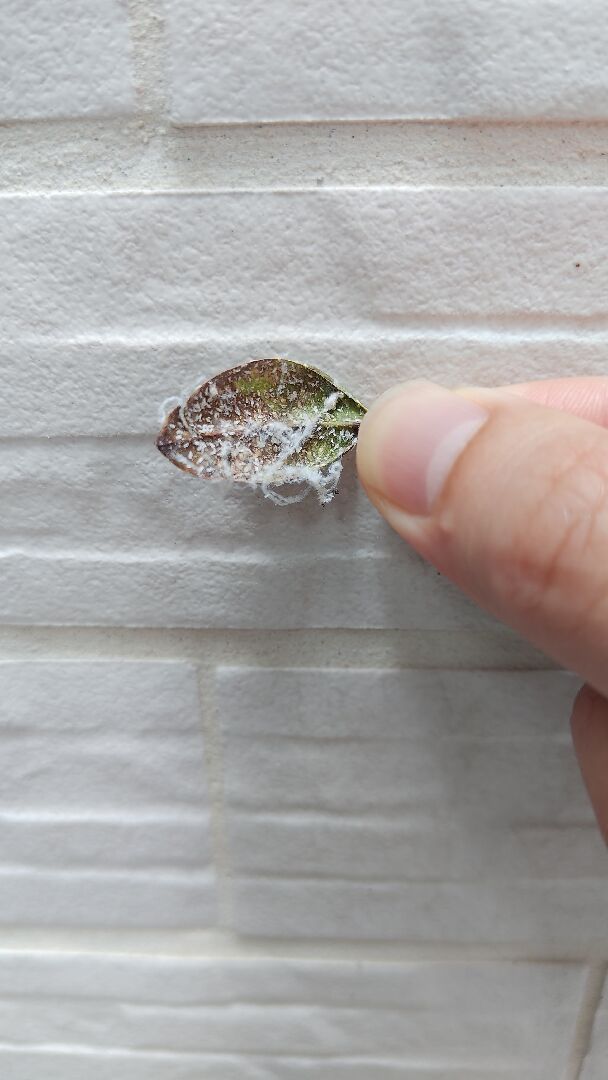 桂花葉長期蟲害?