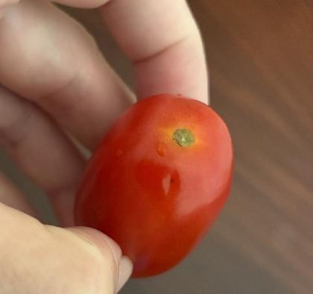 番茄上有一處黑點凹陷,可以食用嗎?