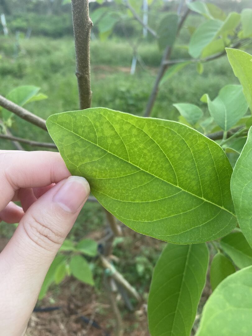 凤梨释迦新叶片失绿,是缺什么元素吗?