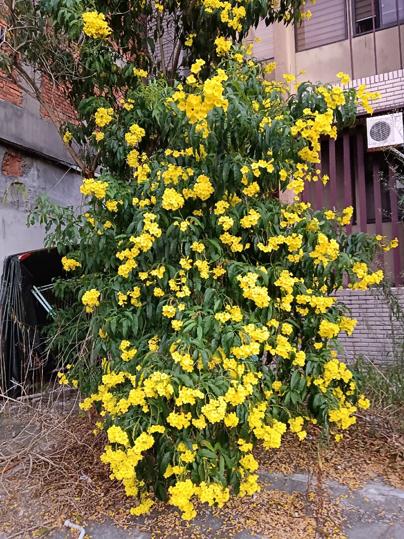 請問是什麼植物
