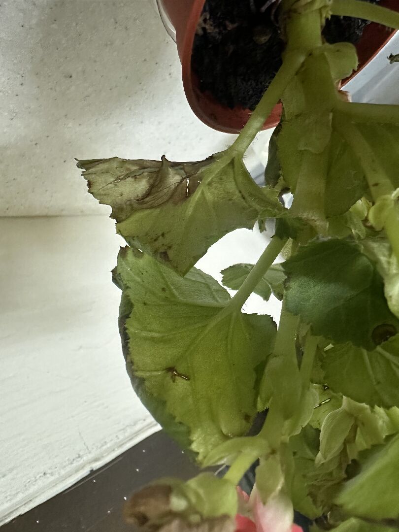 麗格海棠葉子枯萎