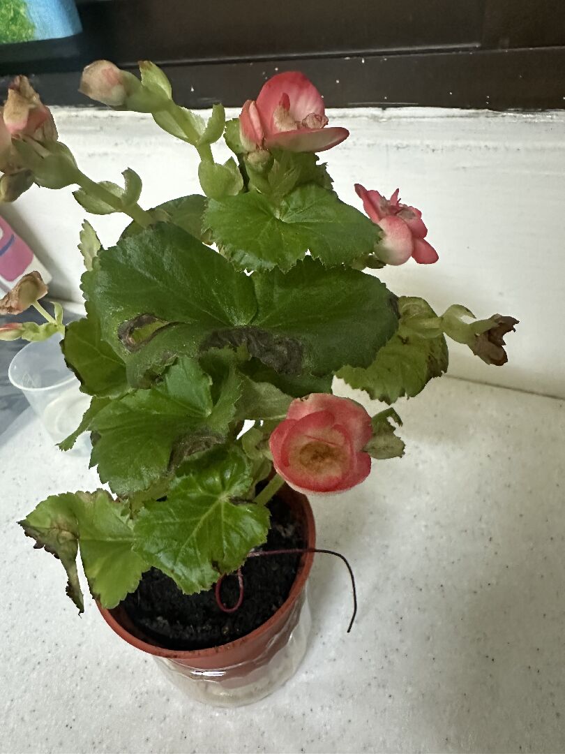 麗格海棠葉子枯萎