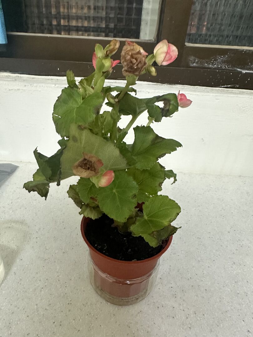 麗格海棠葉子枯萎