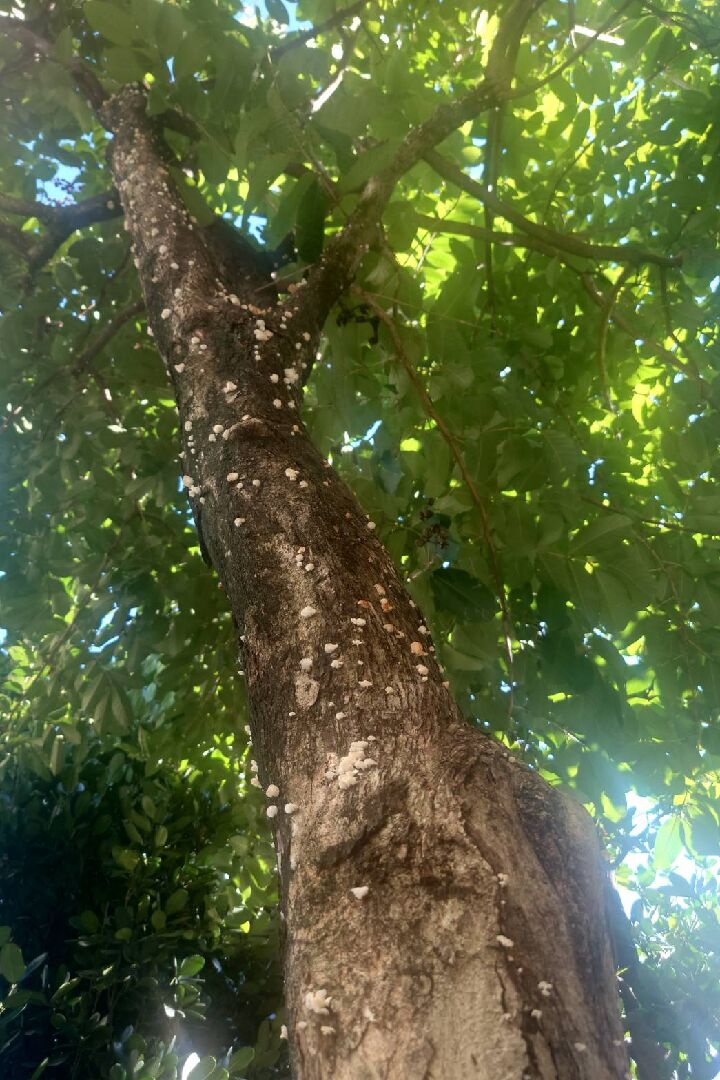 學校樹幹上長地衣和蕈類的危機一樣嗎?