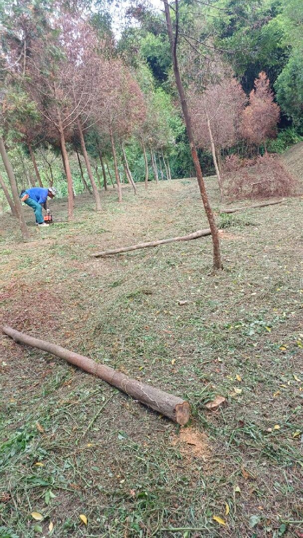 種的肖楠死了12棵