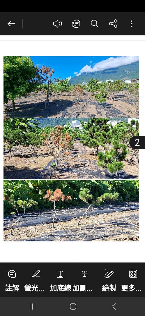 黑松變枯紅,請教專家應如何處理