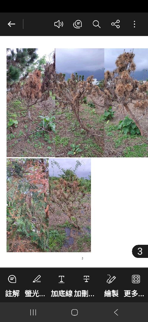 黑松變枯紅,請教專家應如何處理