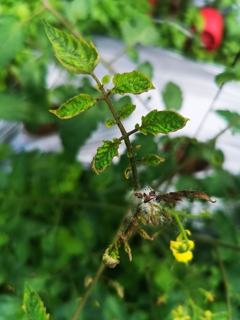 番茄葉芽出現紫尖,上層葉卷葉