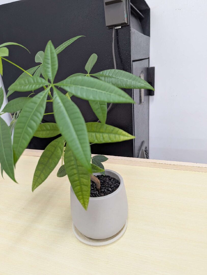 發財樹新葉變黃,部分舊葉發黃