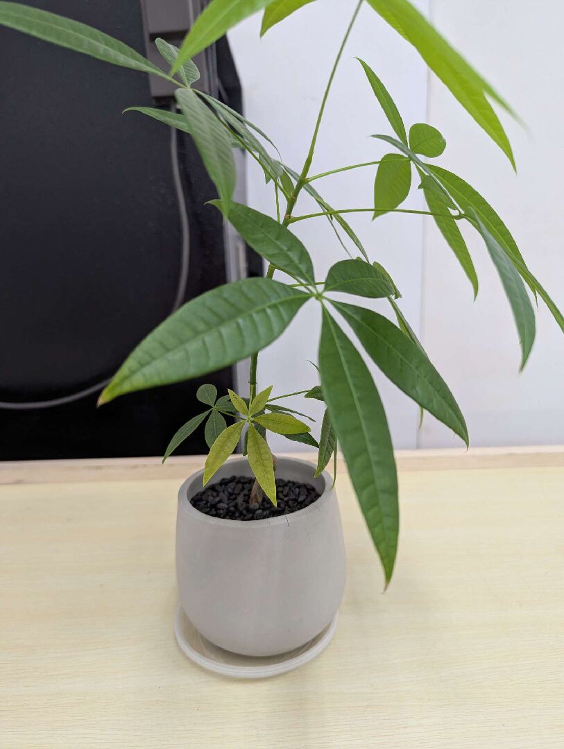 發財樹新葉變黃,部分舊葉發黃