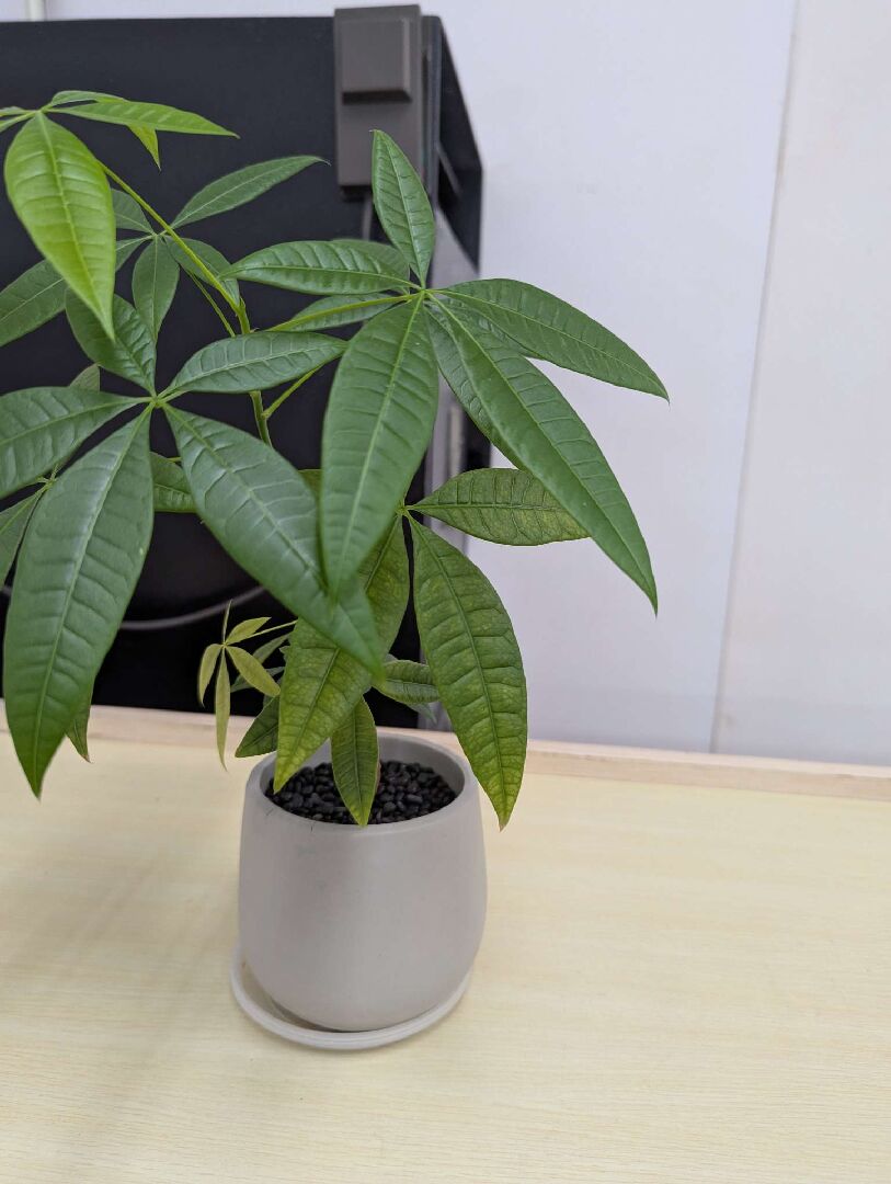 發財樹新葉變黃,部分舊葉發黃