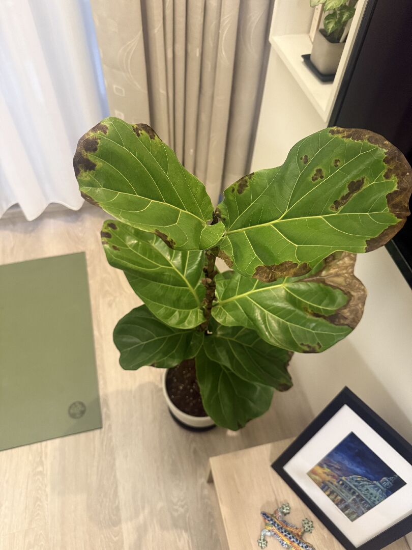 琴葉榕長出褐色斑點