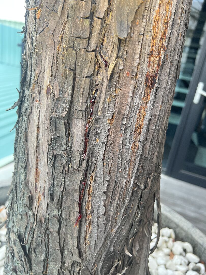 落羽松樹皮有暗紅色膠狀液體