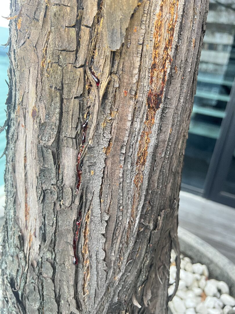 落羽松樹皮有暗紅色膠狀液體