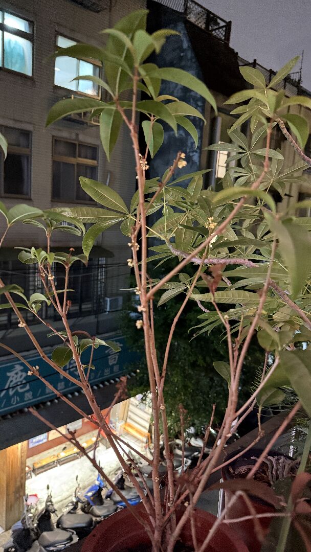 桂花落葉後開花