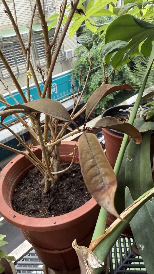 桂花落葉後開花