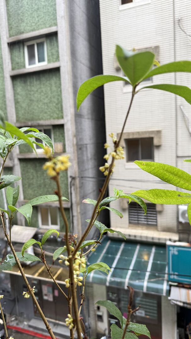 桂花落葉後開花