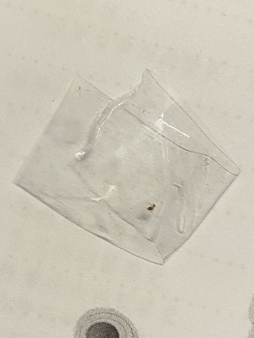 請問這是什麼蟲