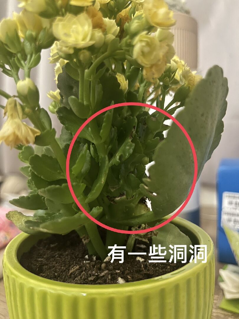 長壽花被咬了