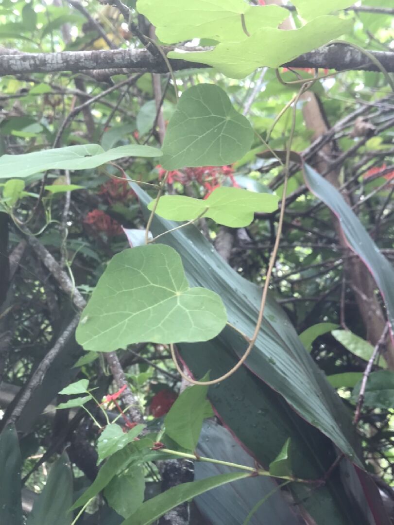 請問這是什植物爬藤