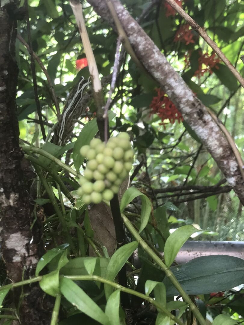 請問這是什植物爬藤